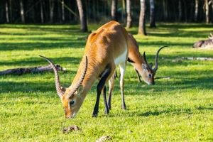 Cobe de Lechwe